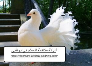 شركة مكافحة الحمام في ابوظبي