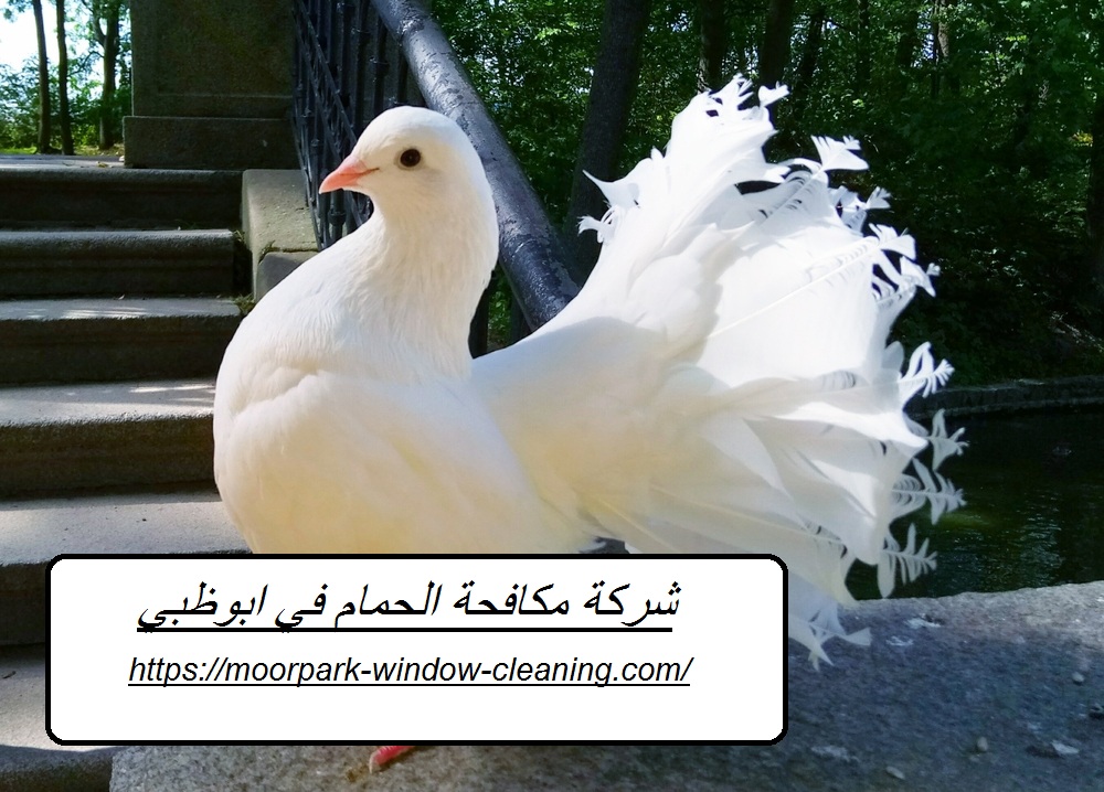 شركة مكافحة الحمام في ابوظبي |0528803113| طارد الطيور