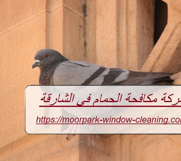 شركة مكافحة الحمام في الشارقة
