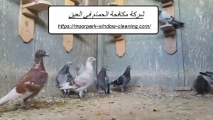 شركة مكافحة الحمام في العين