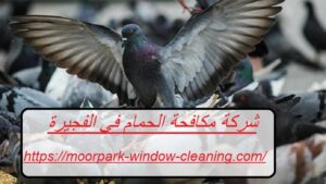 شركة مكافحة الحمام في الفجيرة