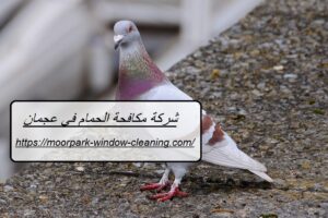 شركة مكافحة الحمام في عجمان