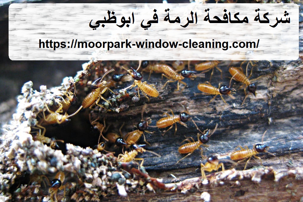 شركة مكافحة الرمة في ابوظبي |0528803113| النمل الابيض