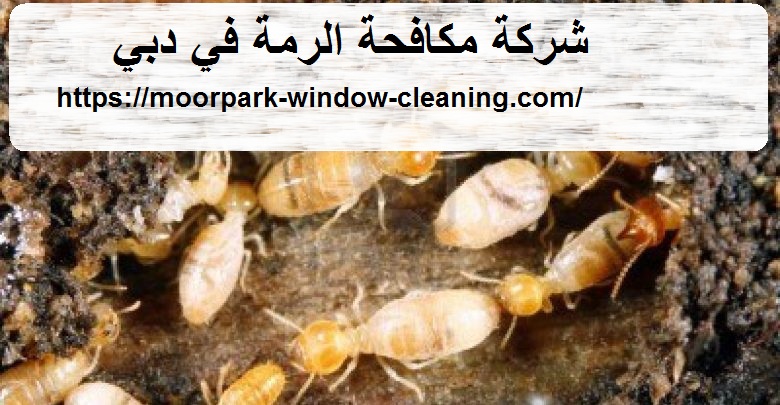 شركة مكافحة الرمة في دبي |0528803113| النمل الابيض