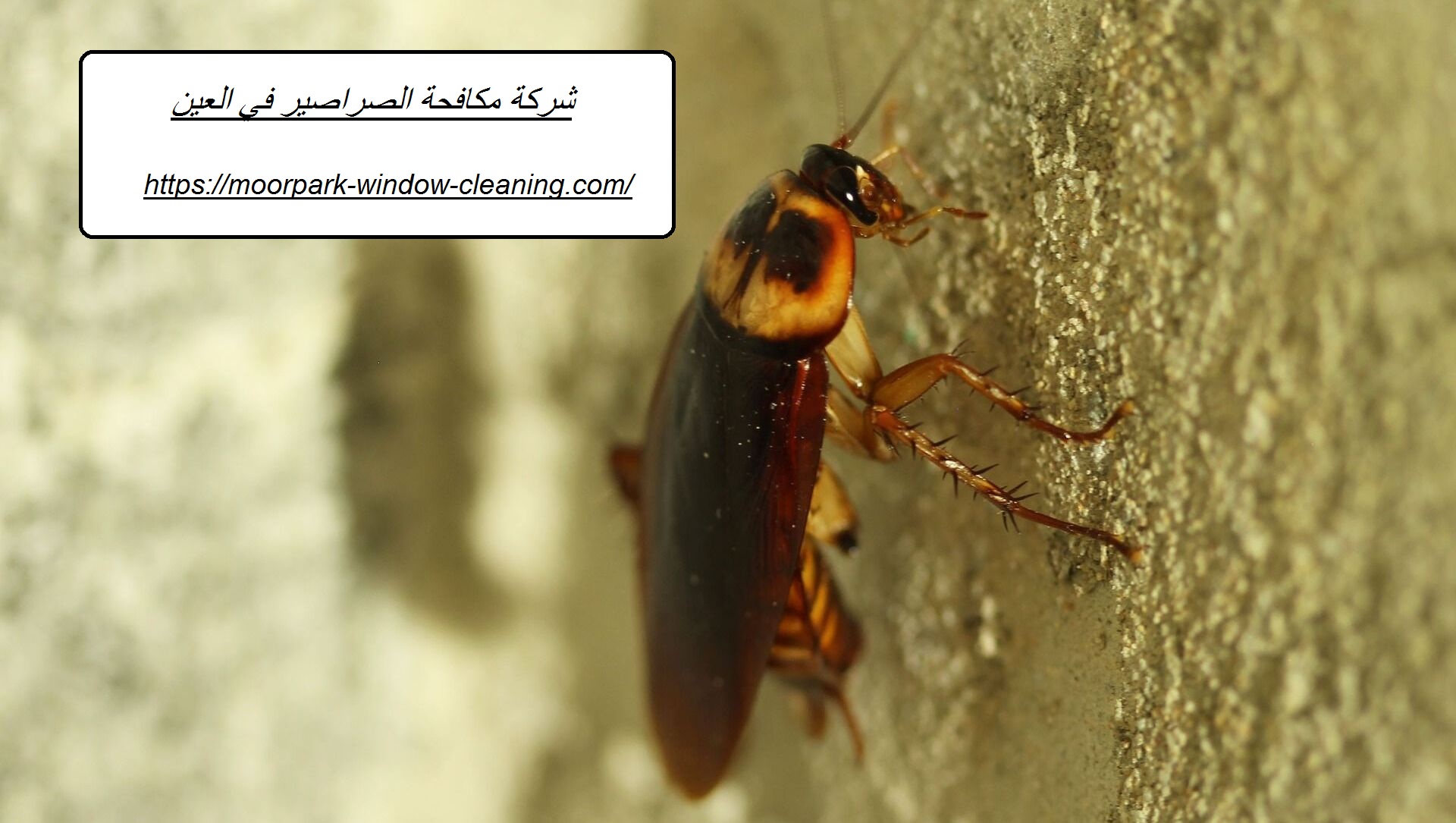 شركة مكافحة الصراصير في العين |0528803113| ابادة الحشرات