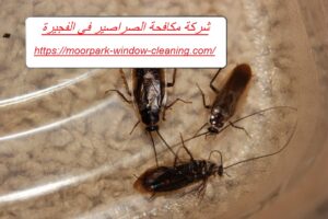 شركة مكافحة الصراصير في الفجيرة