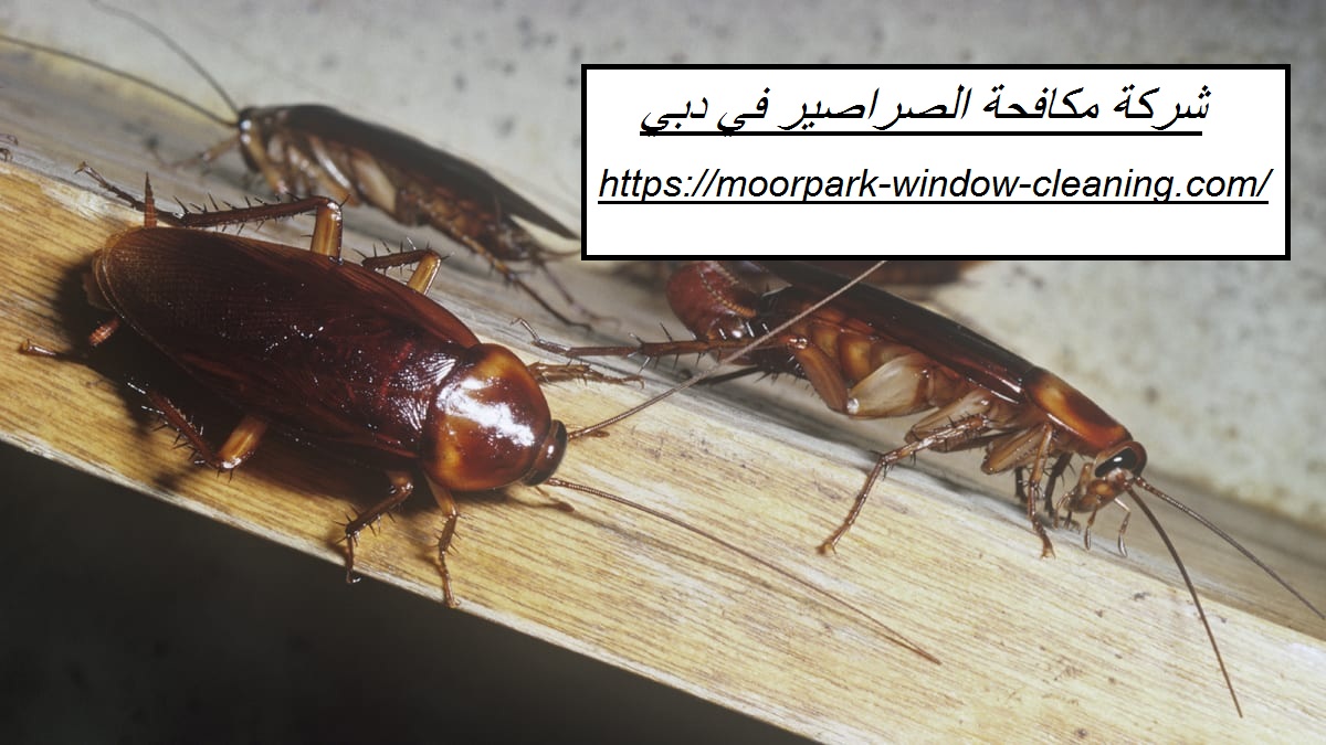 شركة مكافحة الصراصير في دبي |0528803113| مكافحة الحشرات