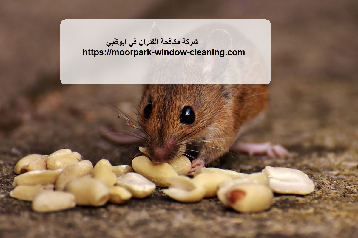 شركة مكافحة الفئران في ابوظبي |0528803113
