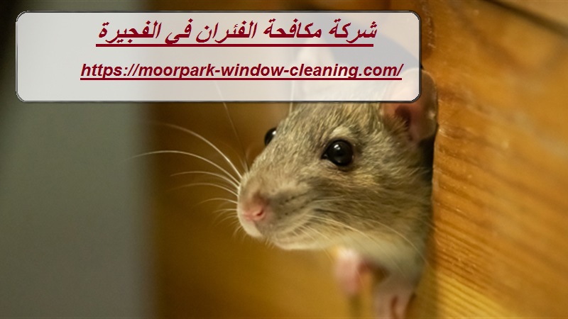 شركة مكافحة الفئران في الفجيرة |0528803113|