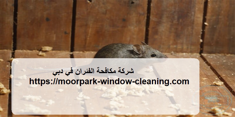 شركة مكافحة الفئران في دبي |0528803113