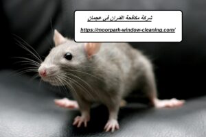 شركة مكافحة الفئران في عجمان